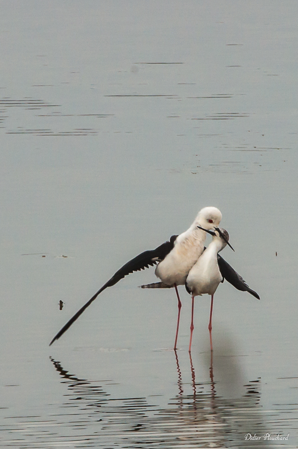 Séduire, au bord de l'eau